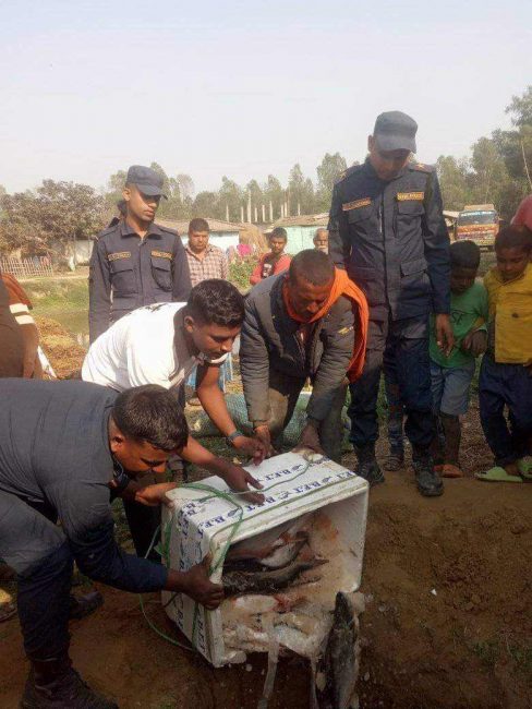 रौतहट प्रहरीद्वारा भारतीय माछा नष्ट