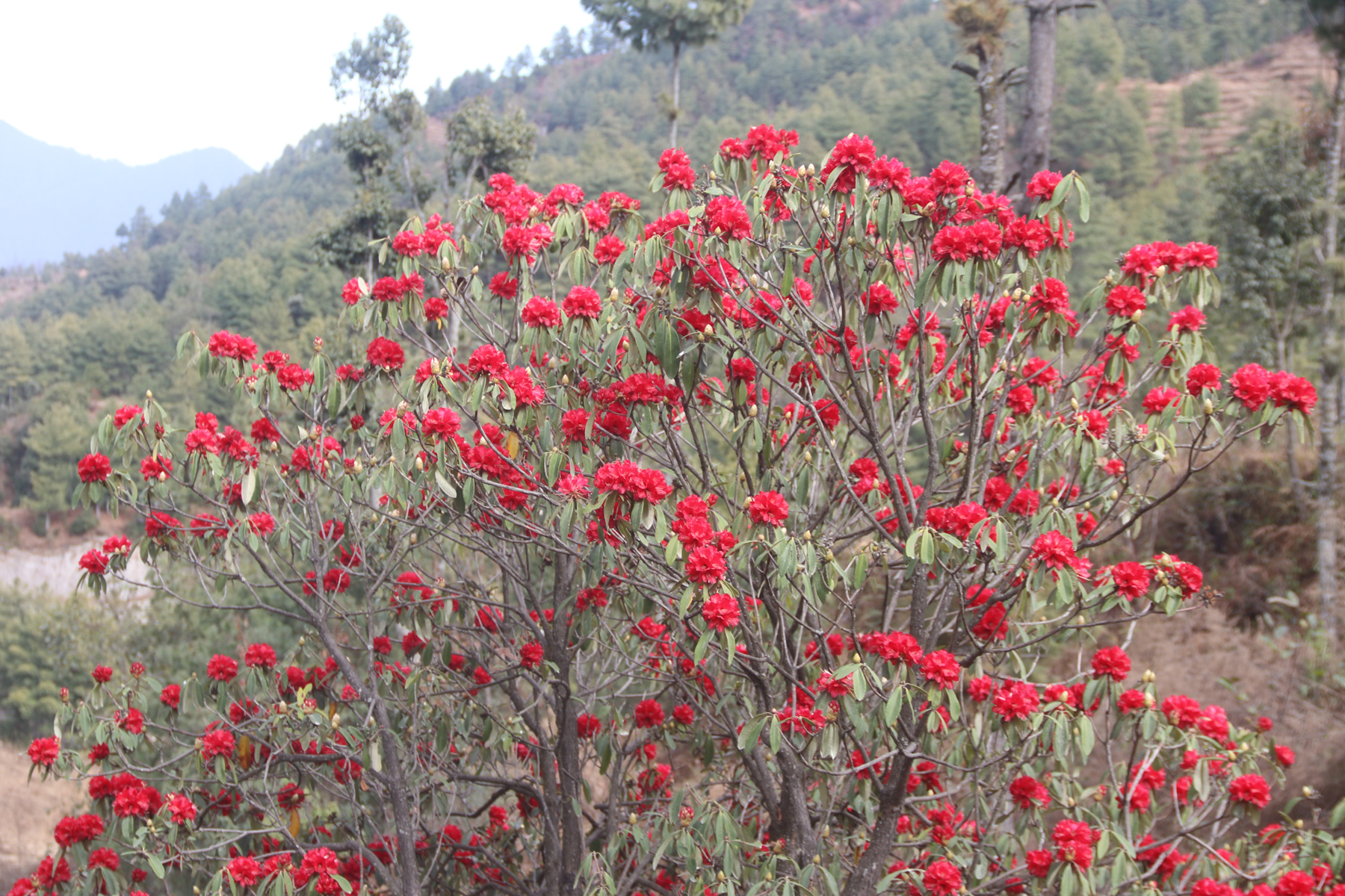 माघ महिनामै फुल्यो लाली गुँरास