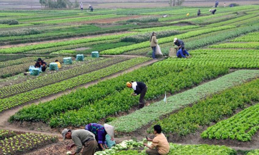 काभ्रेमा फागुन पहिलो साता बृहत् कृषि महोत्सव