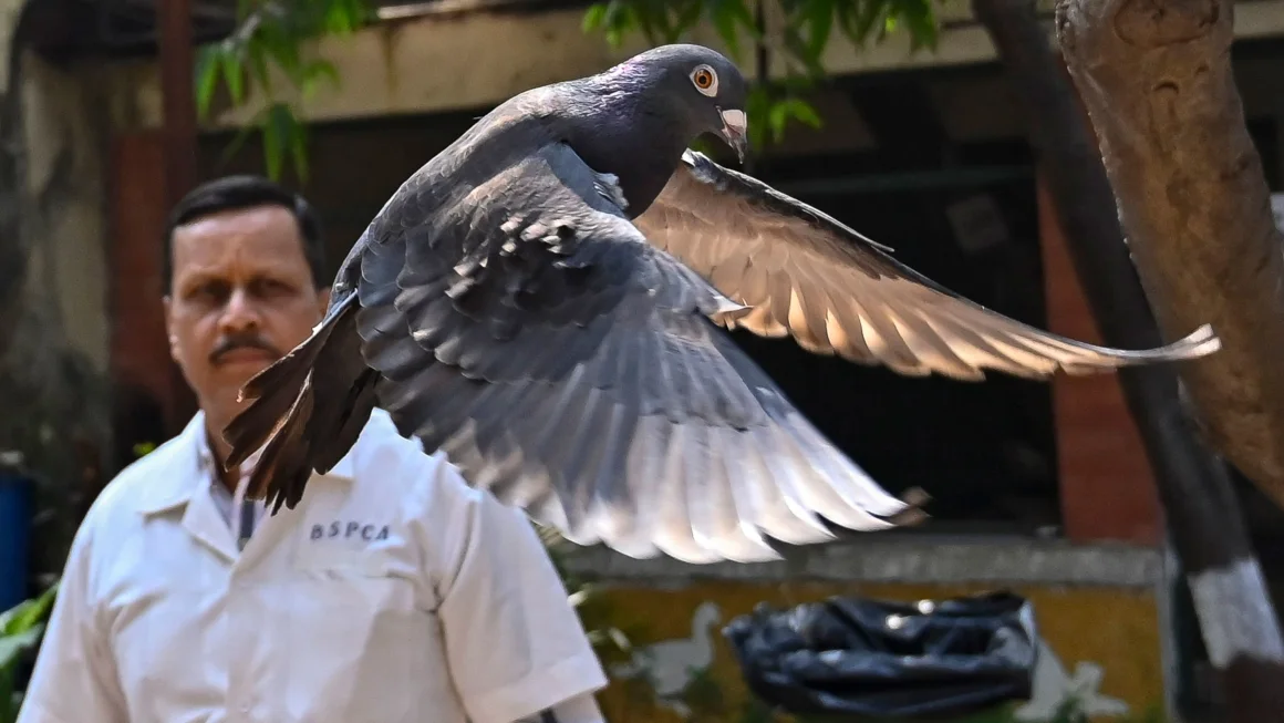 जासुसीको आशंकामा मुम्बई प्रहरीले ८ महिना हिरासतमा राखेको परेवा रिहा