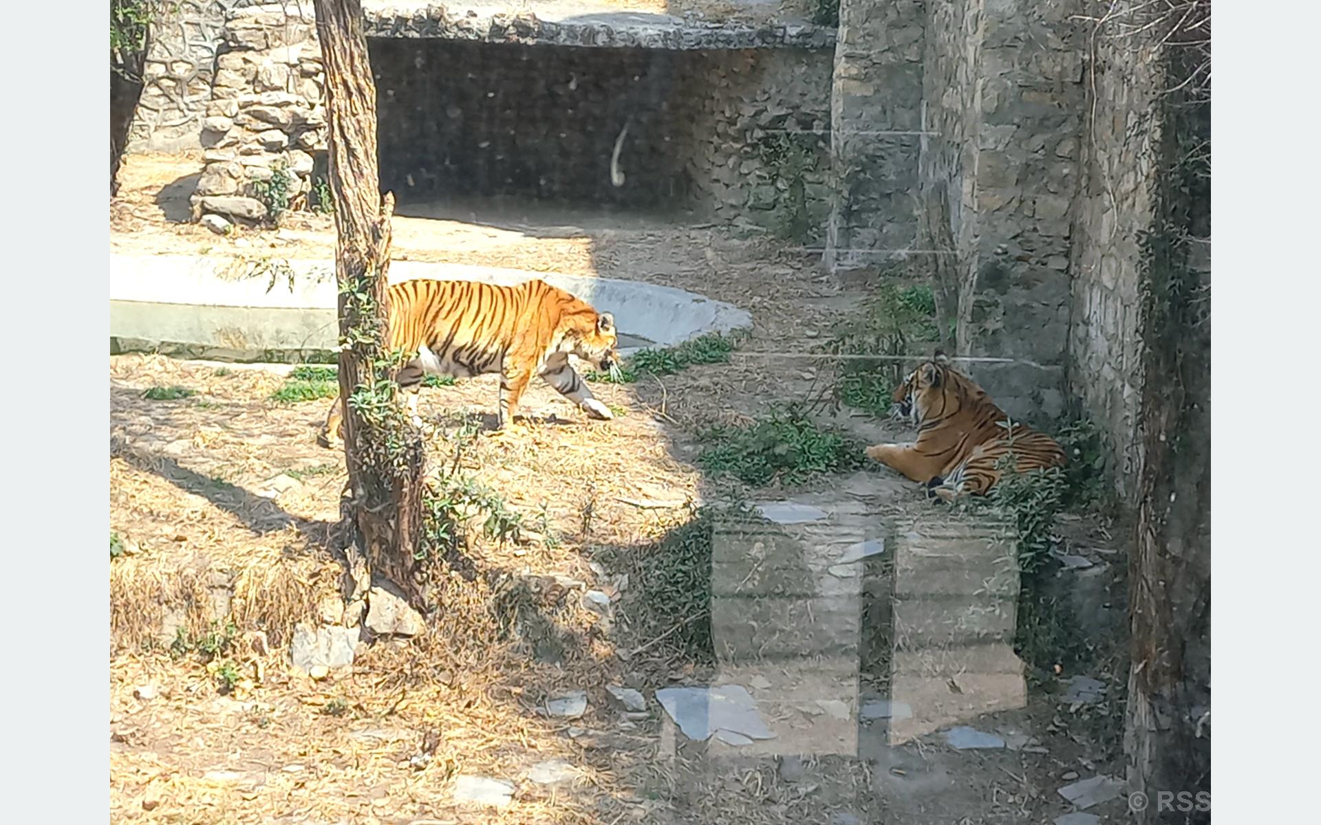 देशभरका खोरमा १९ समस्याग्रस्त बाघ, ‘टाइगर जु’ बनाउन विज्ञको सुझाव