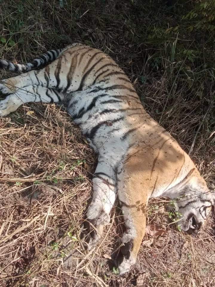 बाराको निजगढमा पाटेबाघ मृत फेला