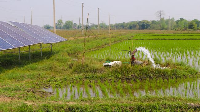 सिँचाइको व्यवस्थासँगै भरतपुरका जमिन चैते धानले हराभरा