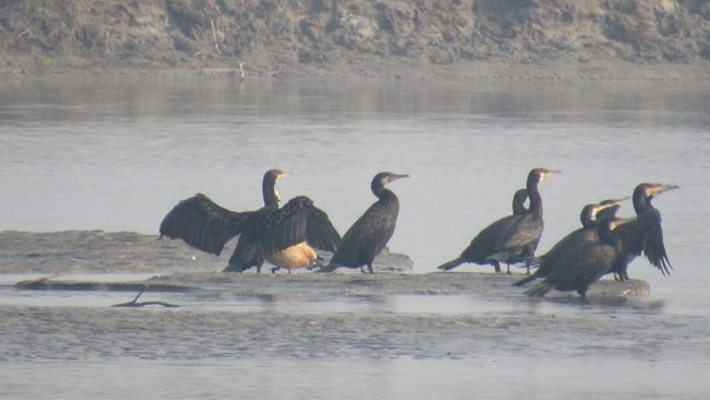 कोशीटप्पुमा चराको सङ्ख्या घट्यो