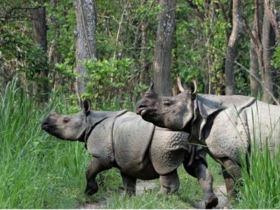 गैँडाको आक्रमणबाट एकको मृत्यु, पाँच घाइते