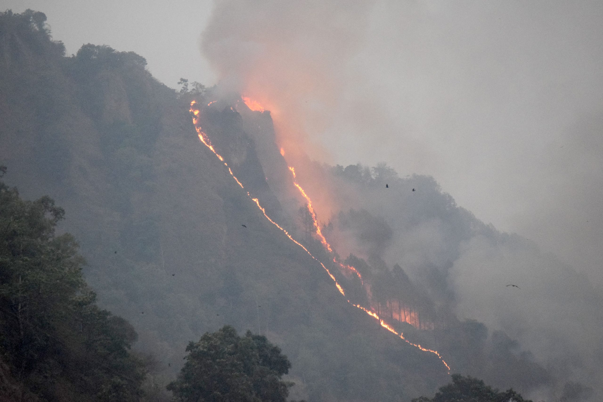 वन डढेलो विकराल बन्दै, देशभर एक सय ६५ ठाउँमा डढेलो