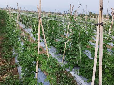 छ कठ्ठा जग्गामा सागसब्जीखेती, वार्षिक तीन लाख आम्दानी