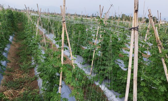 छ कठ्ठा जग्गामा सागसब्जीखेती, वार्षिक तीन लाख आम्दानी