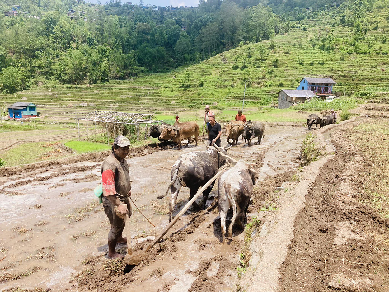 आकाशे पानीमा निर्भर बैतडीका किसानलाई रोपाइँको चटारो