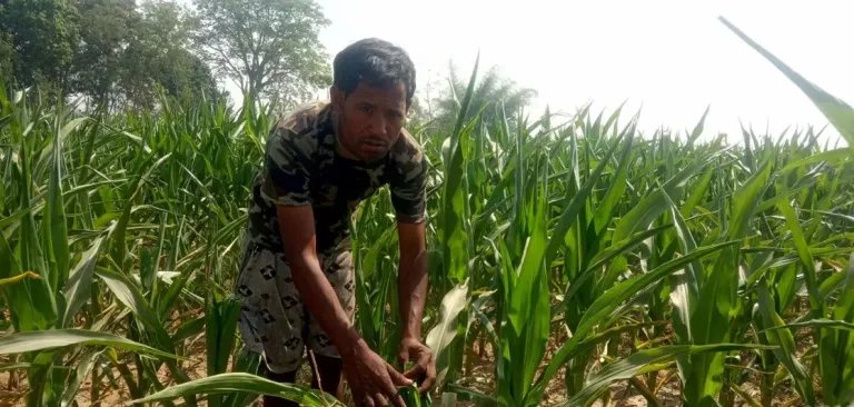 मकैमा कीराको संक्रमणले किसान चिन्तित