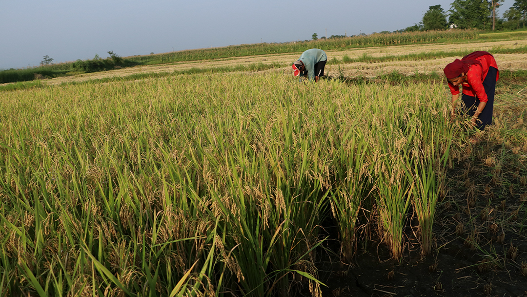 बाँकेमा धान उत्पादन बढ्ने प्रक्षेपण