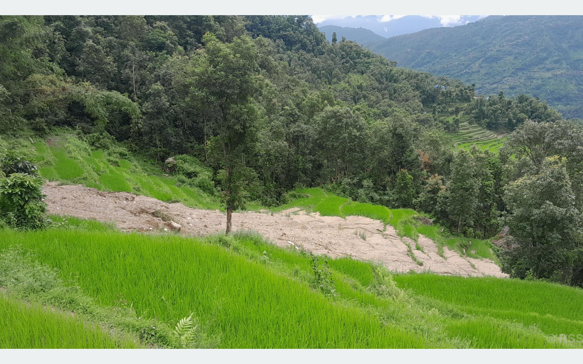 पहिरोले धानबालीसहितको खेत बगाएपछि खोटाङका कृषक चिन्तित