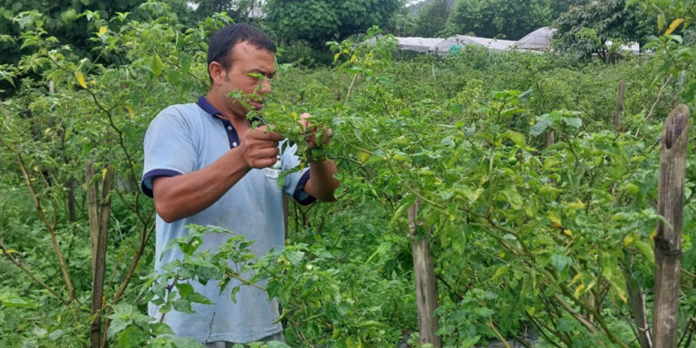 अकबरेखेतीबाट वार्षिक १५ लाख आर्जन गर्दै इलामका खड्गबहादुर