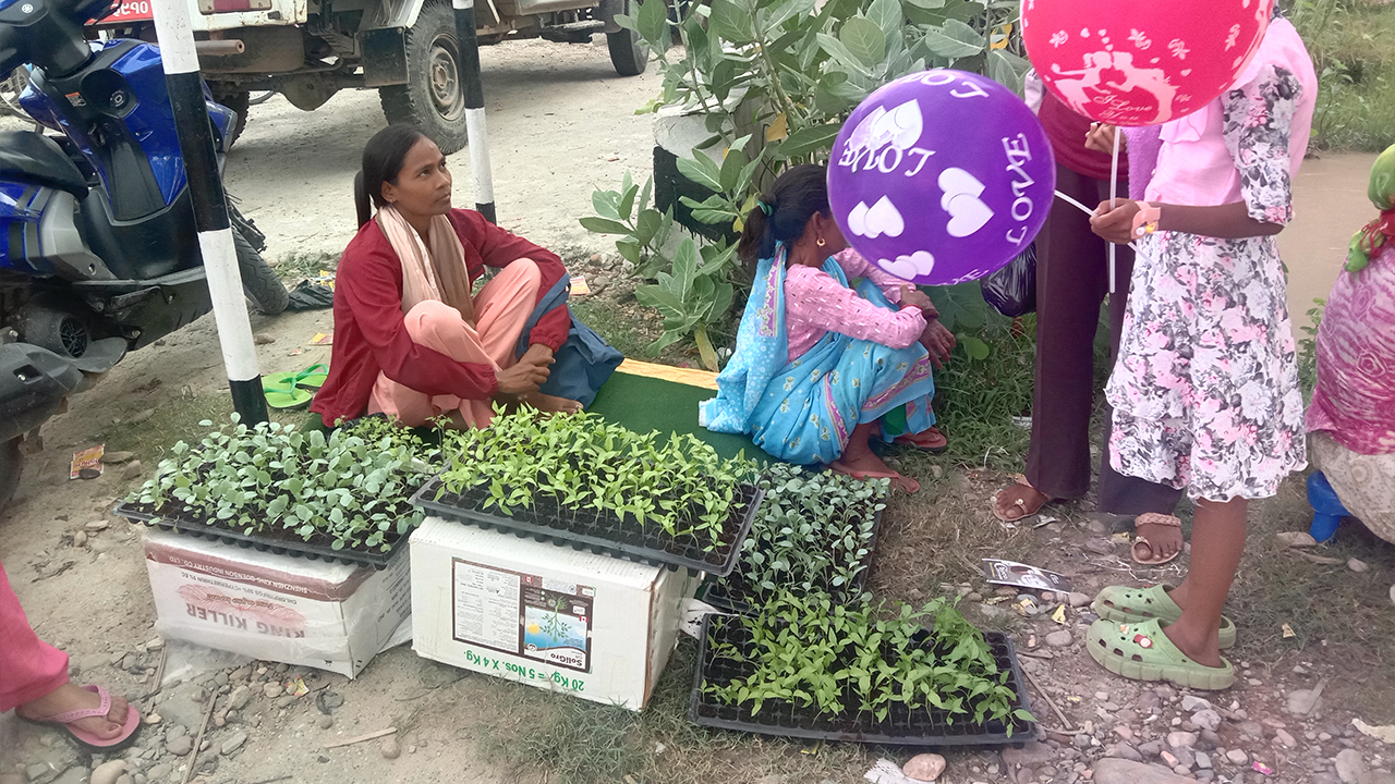 सागसब्जीका बेर्ना बेचेर प्रशस्त आम्दानी