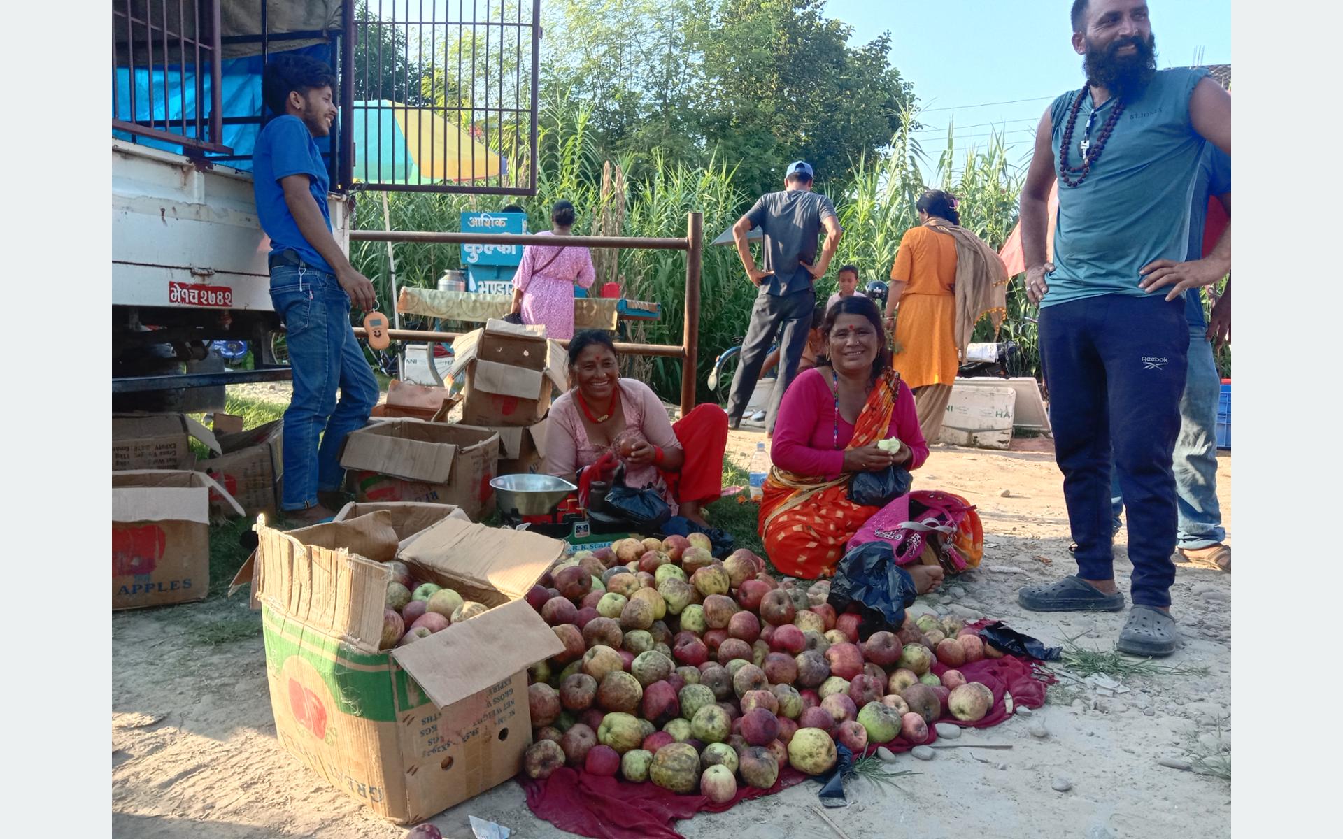 जुम्लामा उत्पादित स्याउको कैलालीमा व्यापार