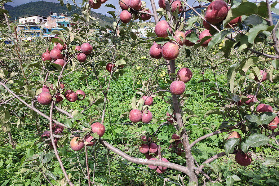 काठमाडौंमा स्याउ मेला लाग्ने