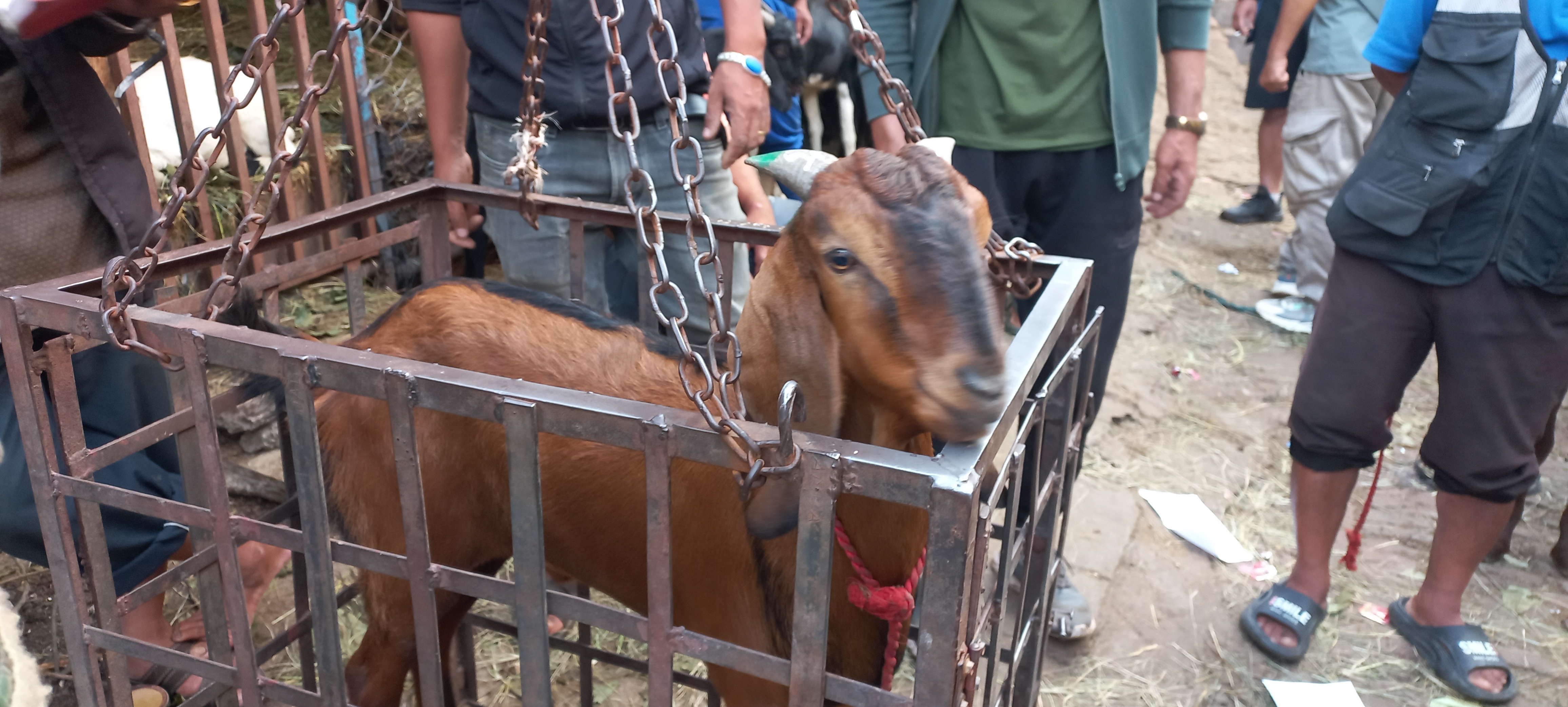 हरियो सिङ भएका खसीबोका खरिद गर्न सुझाव