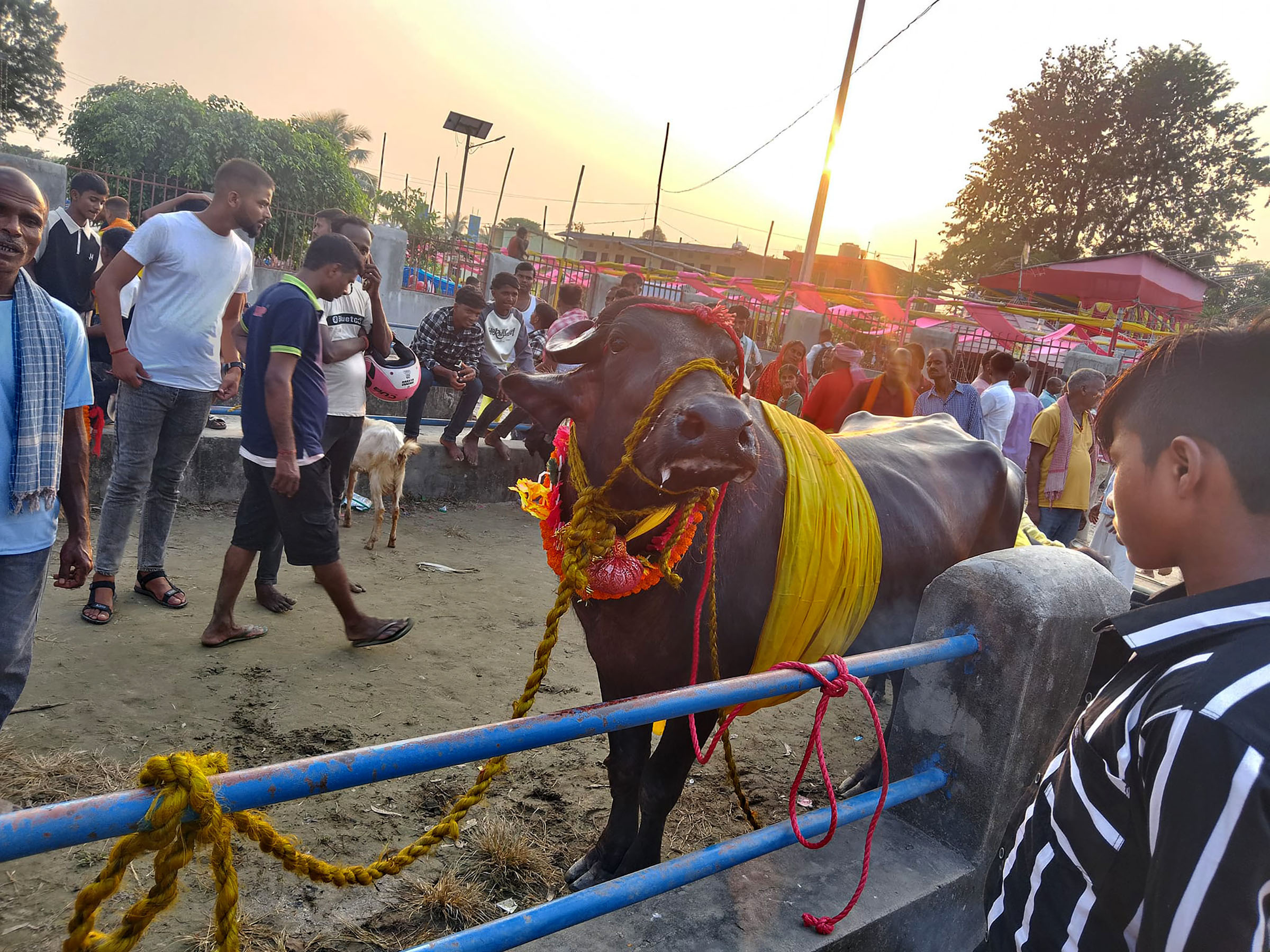 कंकालिनी भगवती मन्दिरमा पशुबलिका लागि ल्याएका राङ्गा