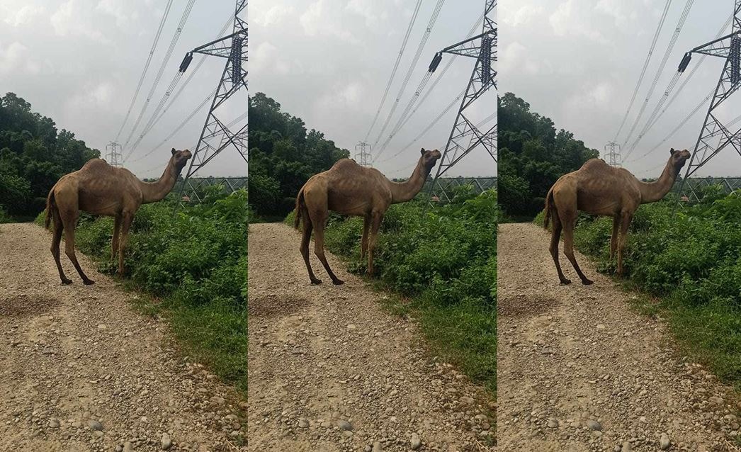 सिन्धुलीमा उँट भेटियो