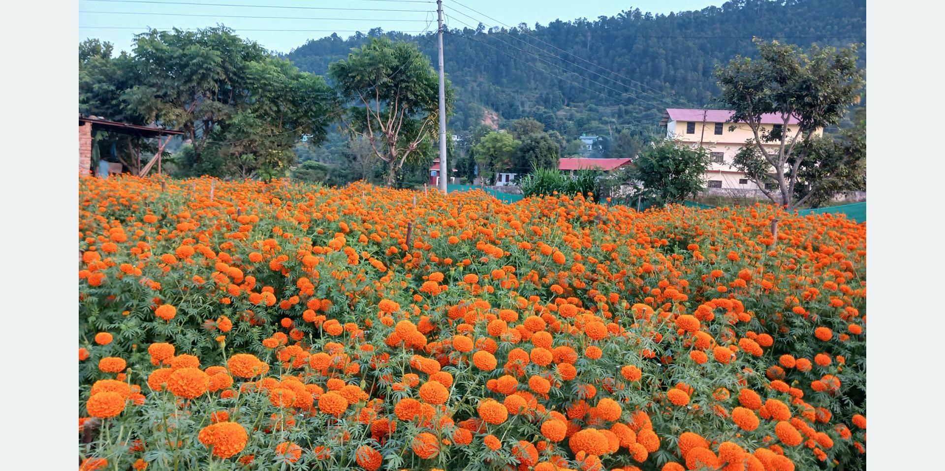 एउटै फार्मबाट दुई लाखको फूल बिक्री