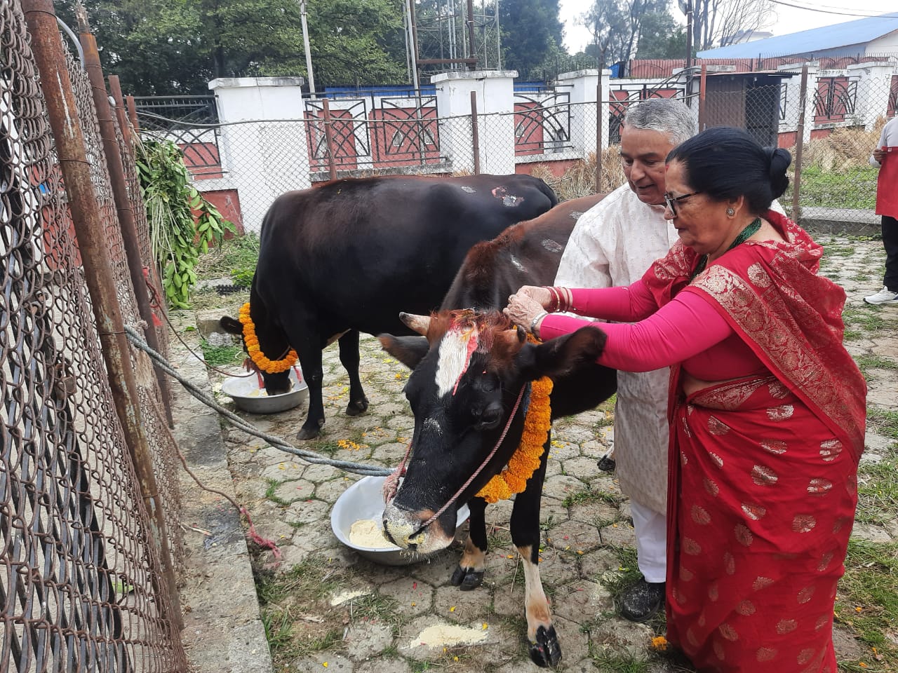 राष्ट्रपति पौडेलबाट गाई पूजा