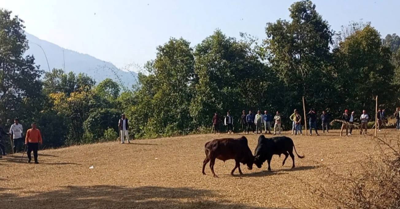 लमजुङ गोरु जुधाइ प्रतियोगिता सम्पन्न