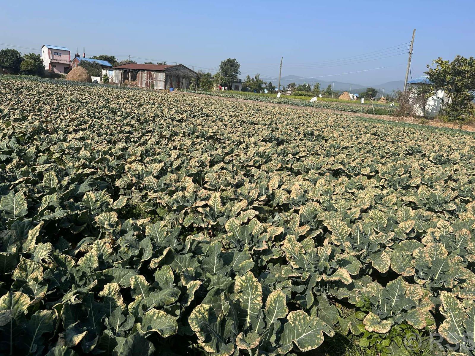 बन्दा र काउलीमा नयाँ रोग, परीक्षणका लागि दोस्रोपटक नमूना पठाइयो