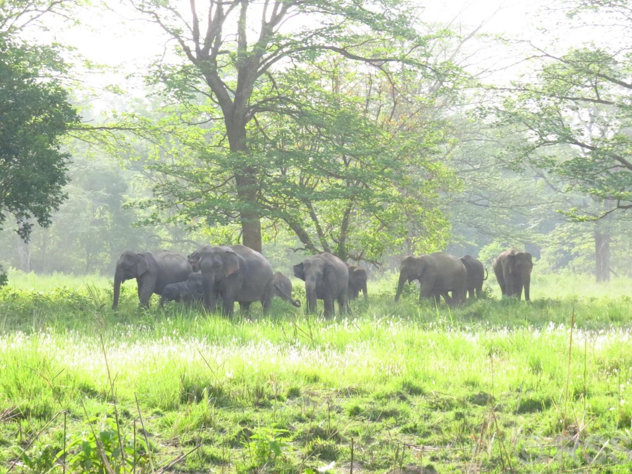 बढ्दो मानव–हात्ती द्वन्द्व : २० वर्षमा दुई सय ७४ जनाको मृत्यु