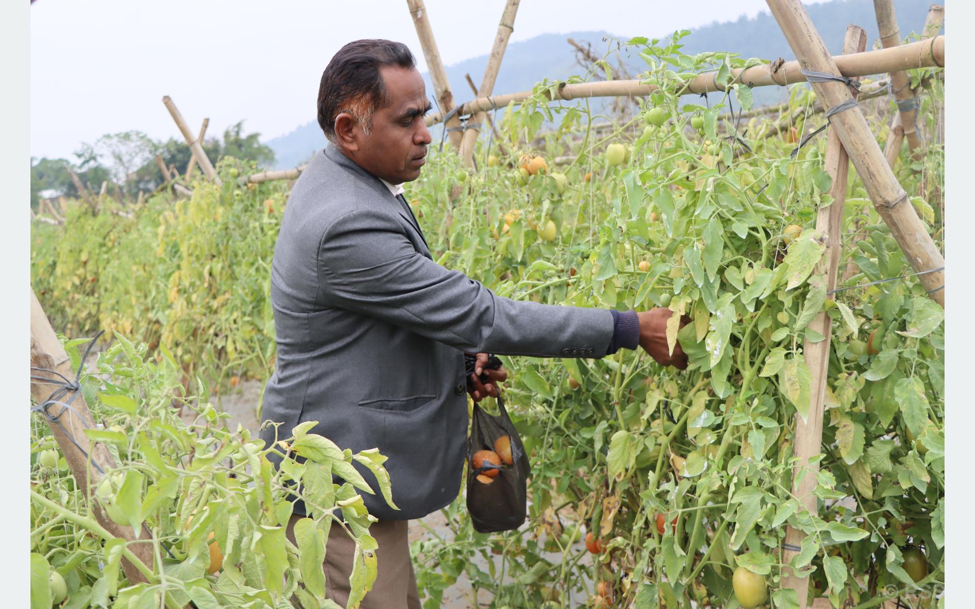 तरकारी खेतीमा जमेका जनप्रतिनिधि भन्छन्- राजनीतिसँगै व्यवसाय आवश्यक छ