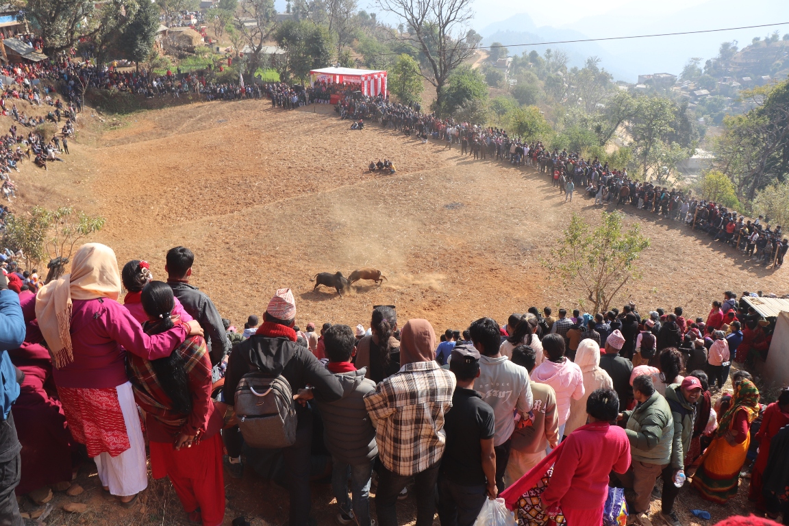 नुवाकोटका विभिन्न स्थानमा गोरु जुधाई गरी मनाइयो माघेसङ्क्रान्ति