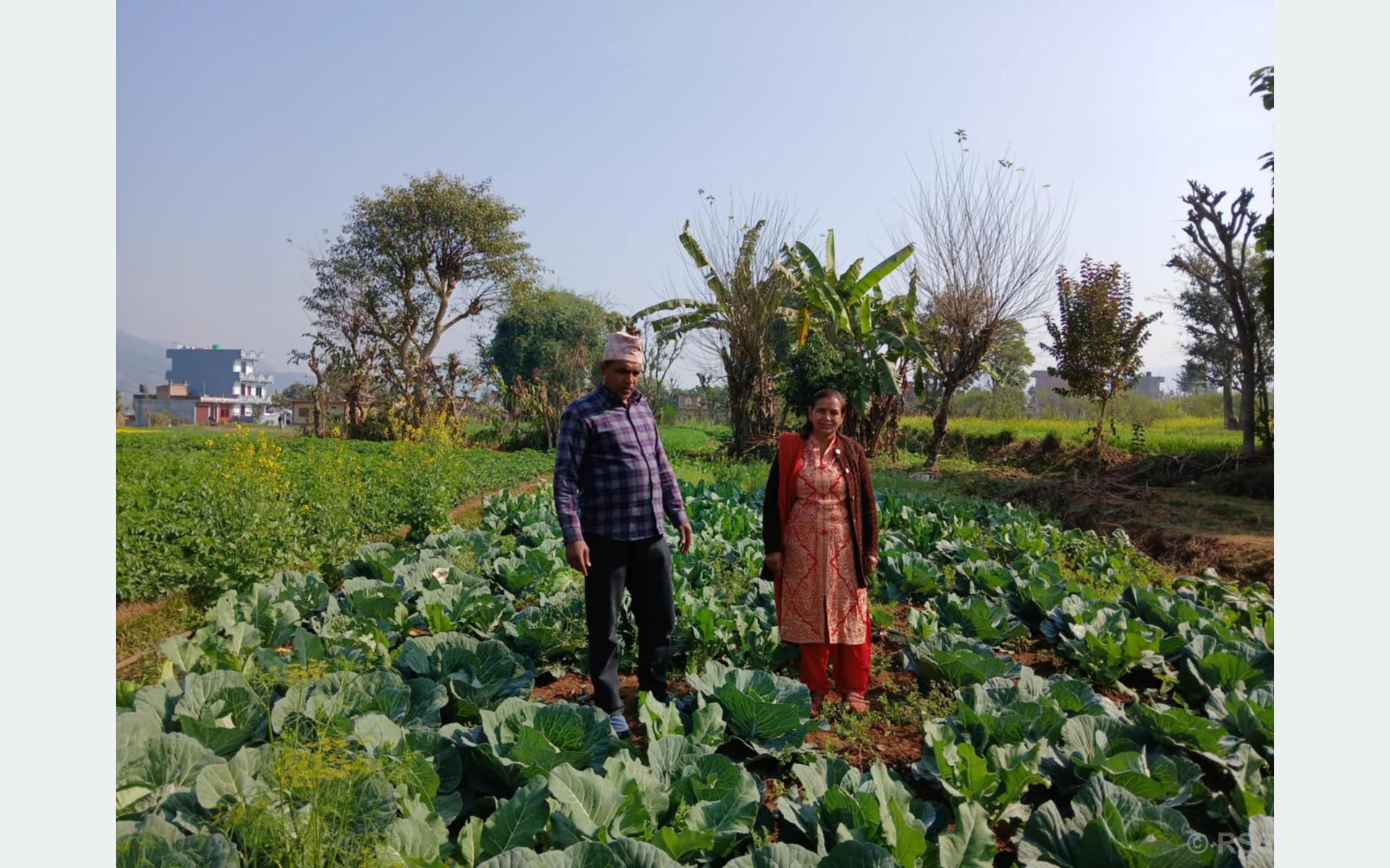 वडाध्यक्ष पोखरेलको लोभलाग्दो कृषि कर्म