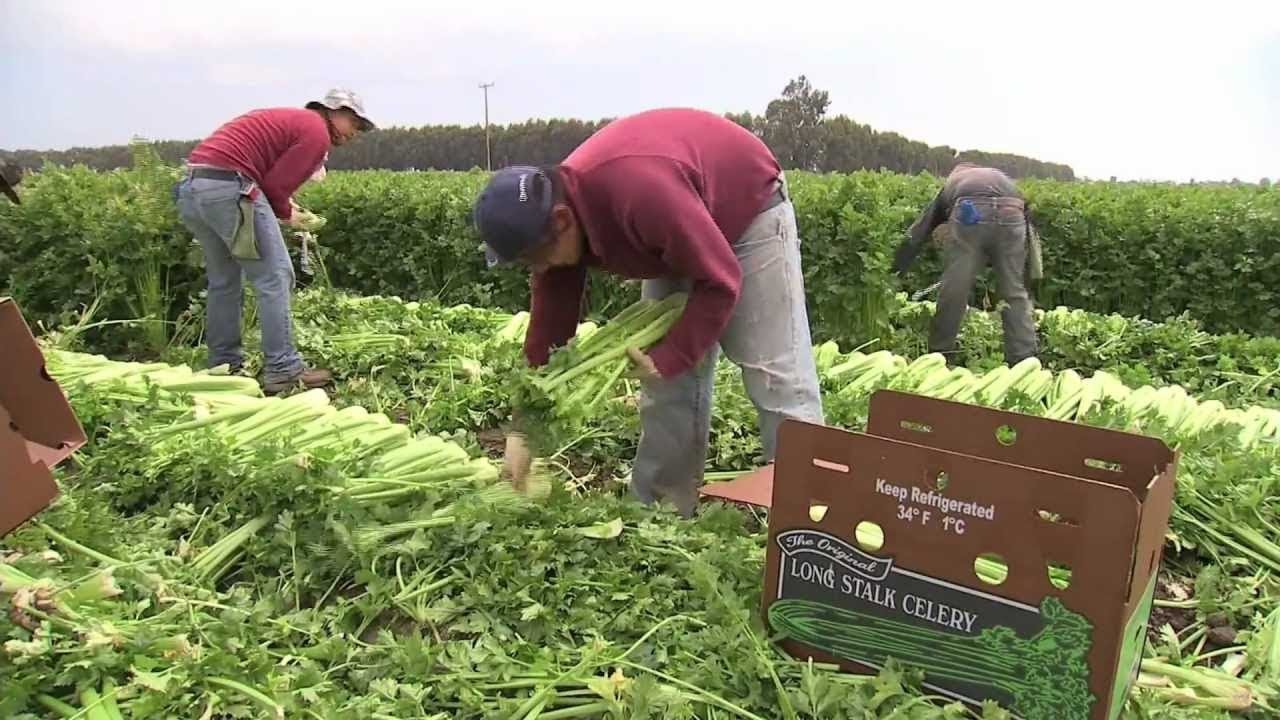 दक्षिण कोरियामा नेपाली कामदार : सुनौलो अवसर र सहकर्मी बीचको द्वन्द्वले निम्त्याउने दुष्परिणाम