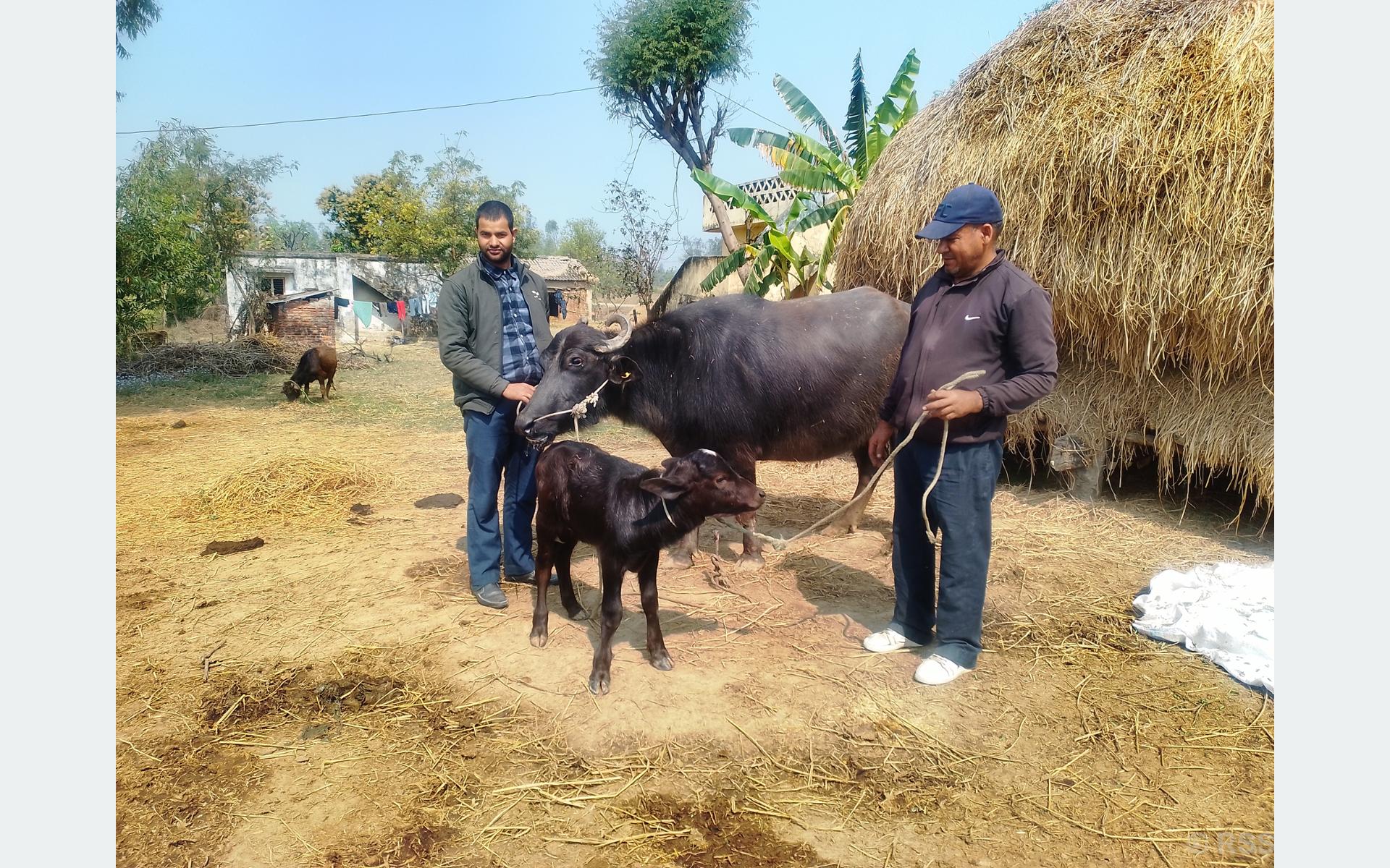 मुर्रा राँगाः नस्ल सुधार कार्यक्रम सफल