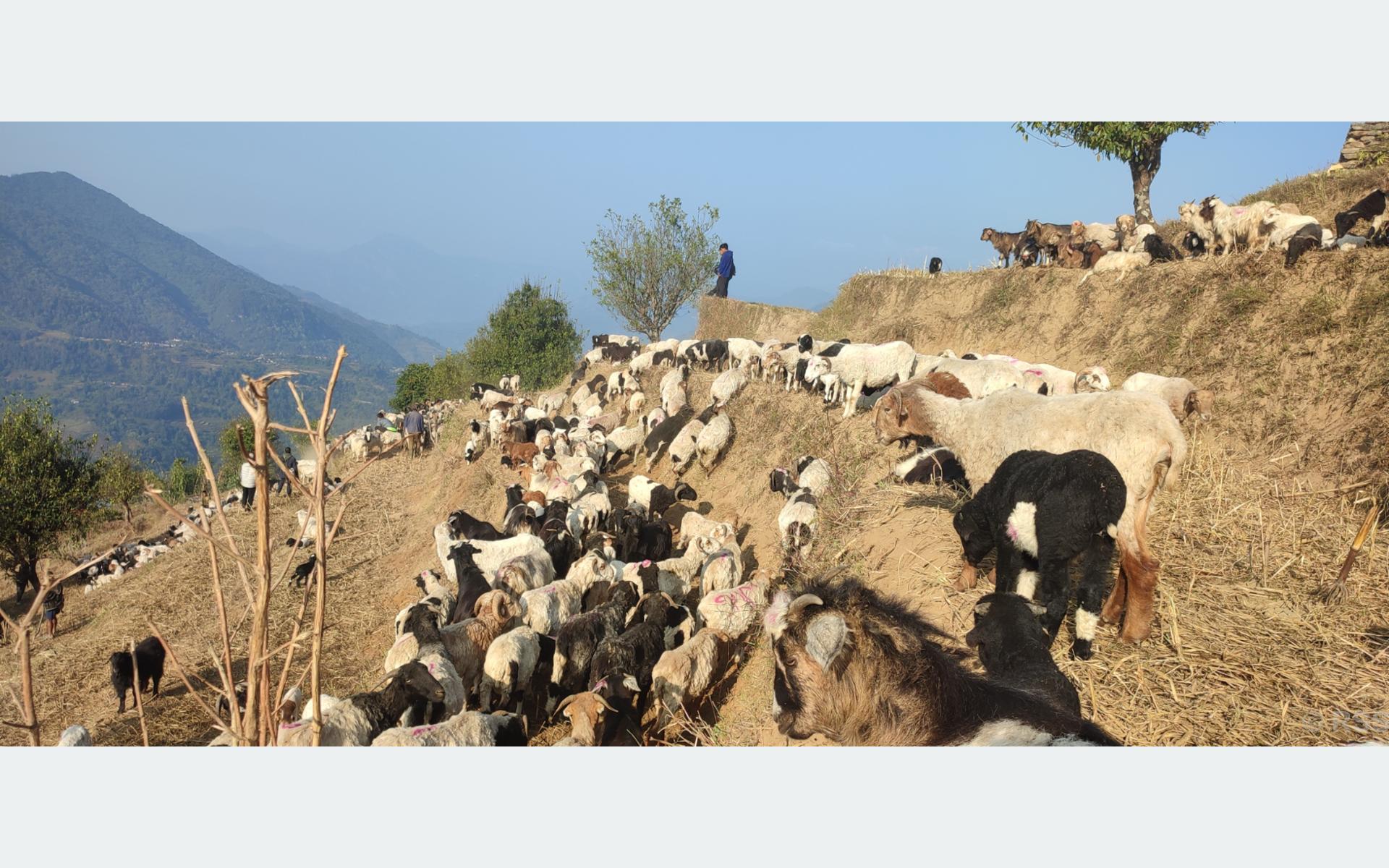 लेकतर्फ लाग्दै भेडाका बथान