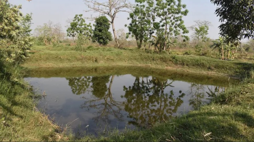 वन्यजन्तुले बाली नोक्सान गर्न थालेपछि धान लगाउने खेतमा माछापालन