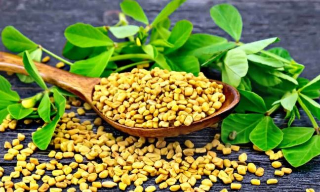 बिहान खाली पेट मेथीपानी स्वास्थ्यका लागि निकै लाभदायक